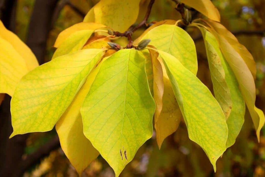 Why is My Magnolia Tree Leaves Turning Yellow