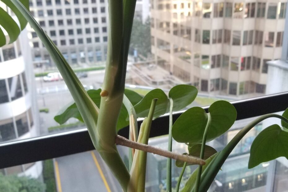 Why is My Monstera Plant Growing Sideways