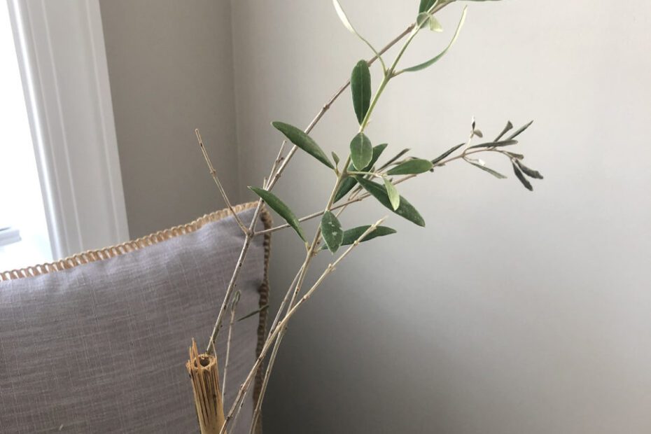 Why is My Olive Tree Losing Leaves