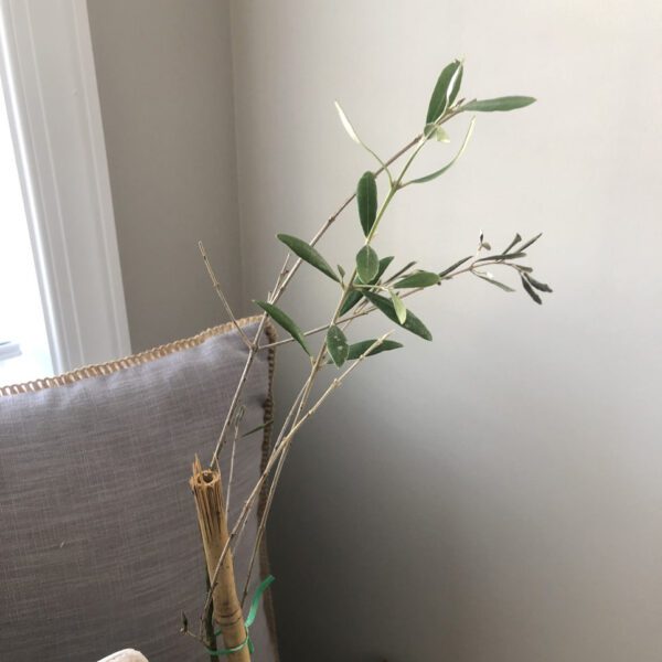 why is my olive tree losing so many leaves