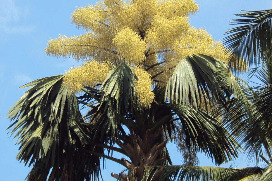 Why is My Palm Tree Flowering