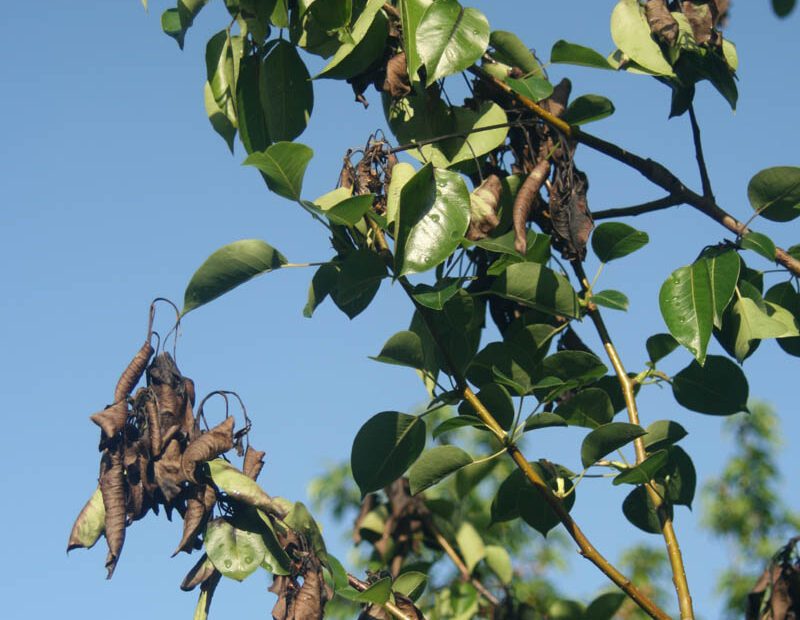 why is my pear tree blooming in the fall