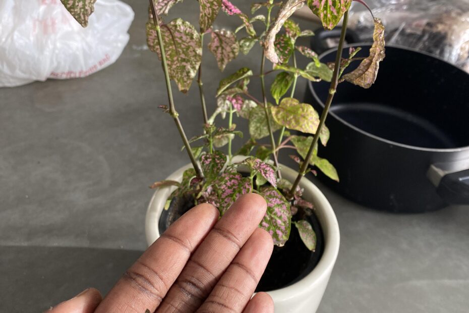 why is my polka dot plant dying scaled