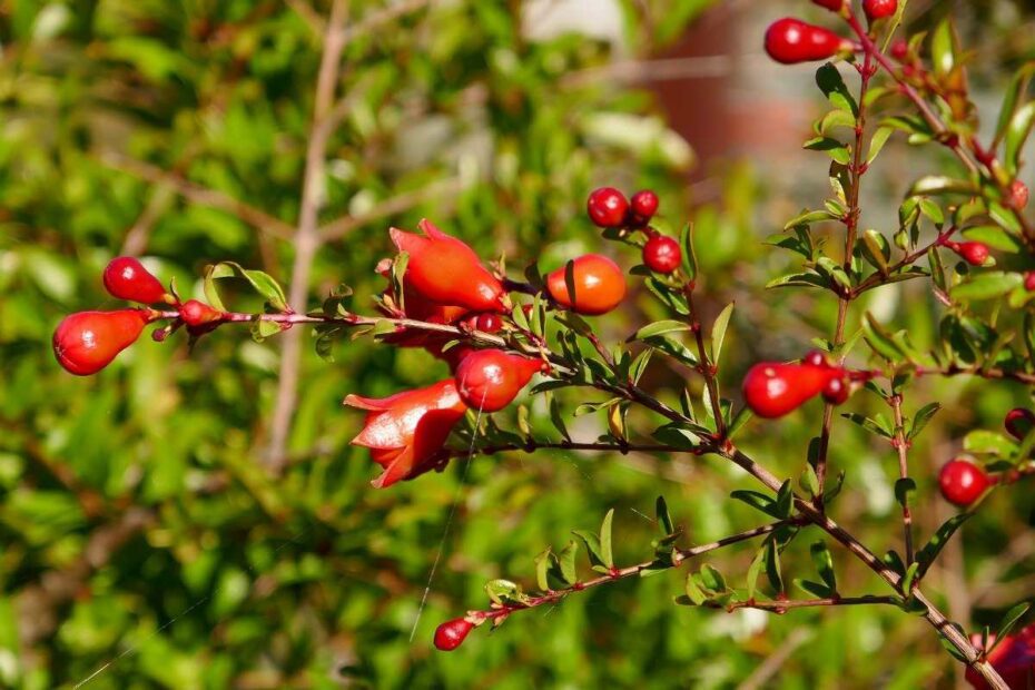 Why is My Pomegranate Tree Dropping Flowers