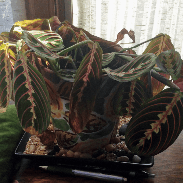 why is my prayer plant dying