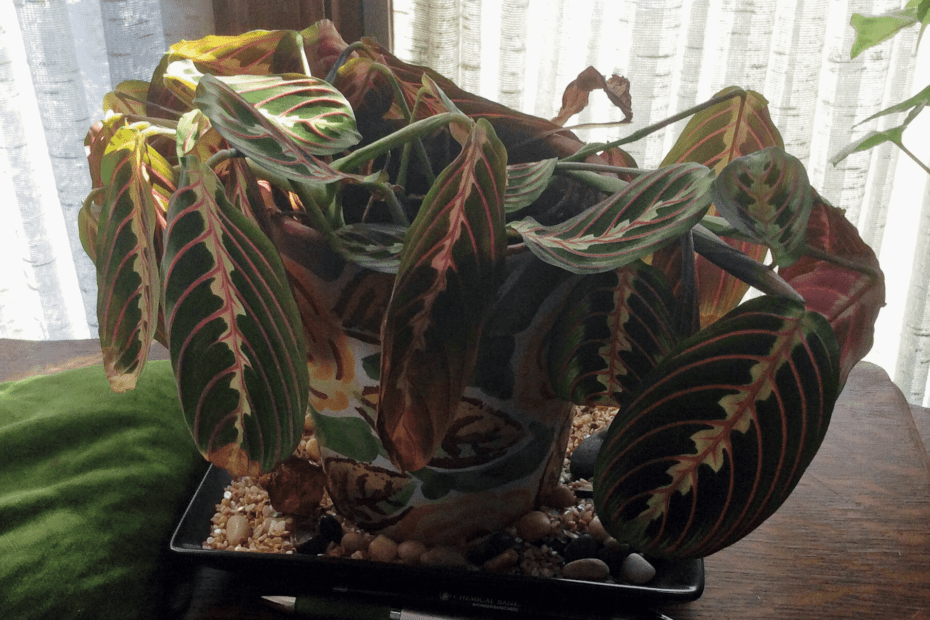 why is my prayer plant dying