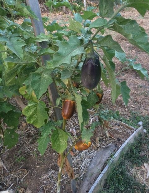 Why is My Purple Eggplant Turning White