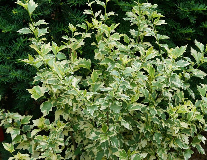 Why is My Rose of Sharon Not Blooming