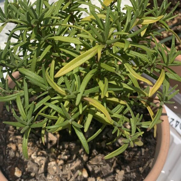 why is my rosemary turning yellow
