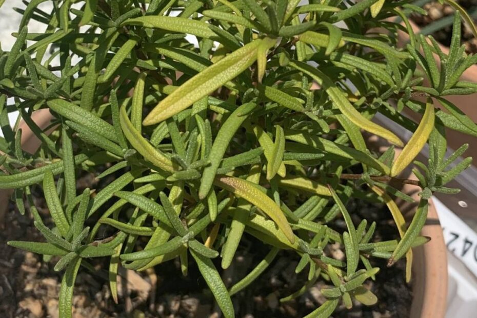 why is my rosemary turning yellow