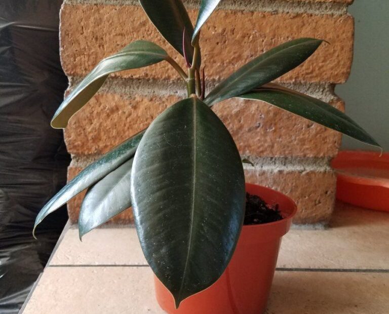 Why is My Rubber Plant Droopy