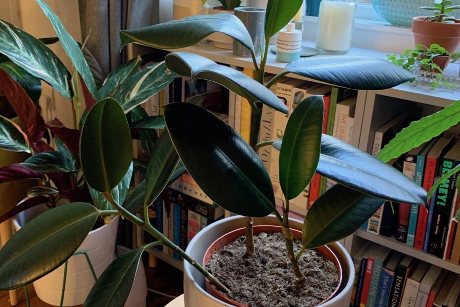 Why is My Rubber Plant Losing Its Bottom Leaves