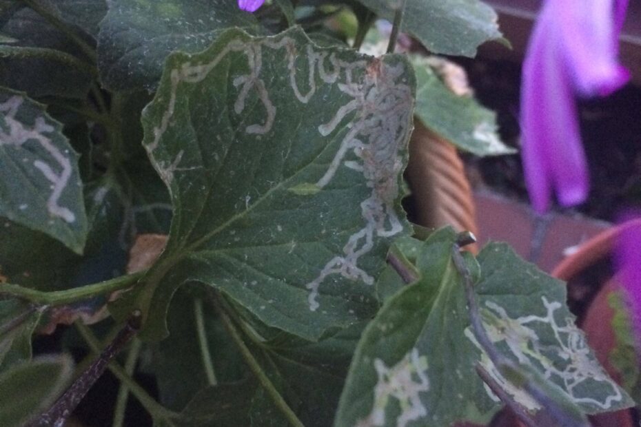 Why is My Senetti Plant Dying