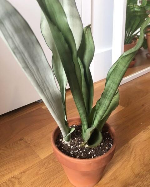 why is my snake plant wrinkly