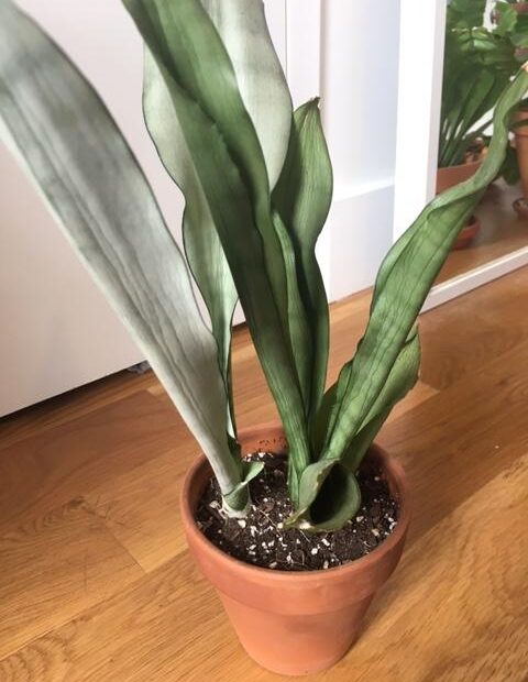 why is my snake plant wrinkly