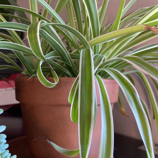 why is my spider plant curling scaled