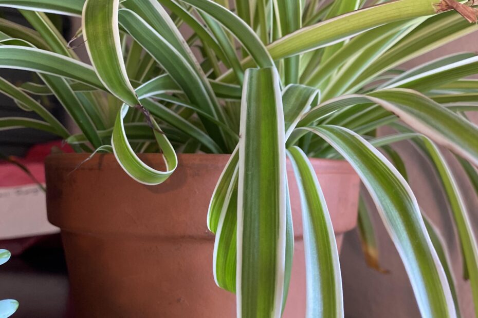 why is my spider plant curling scaled