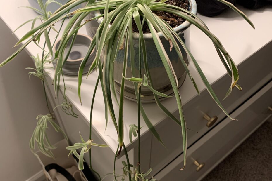 Why is My Spider Plant Pale and Limp