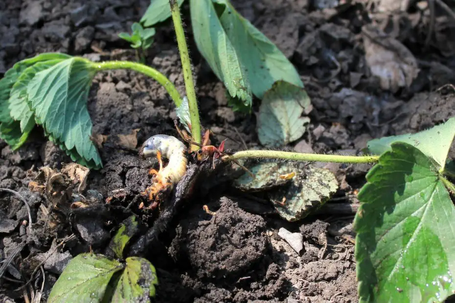 Why is My Strawberry Plant Wilting