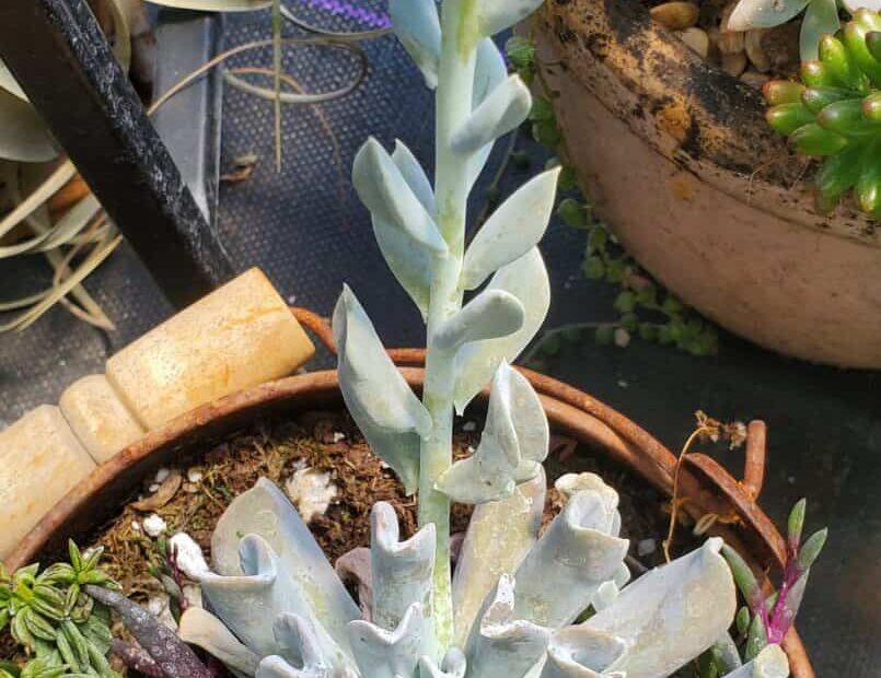 why is my succulent growing a long stem with flowers