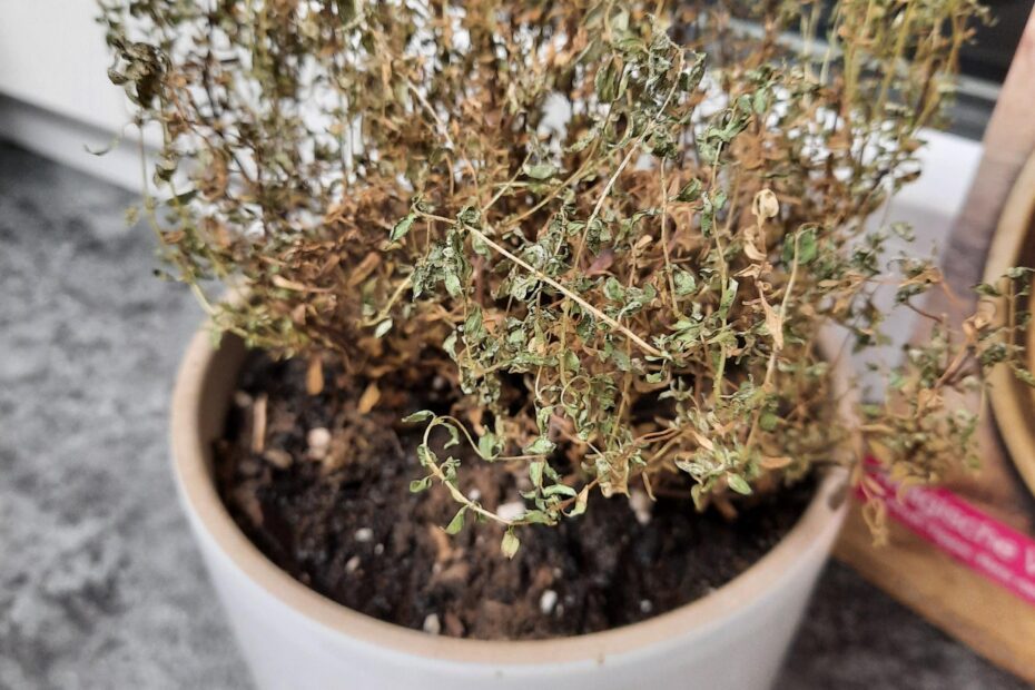 Why is My Thyme Plant Dying