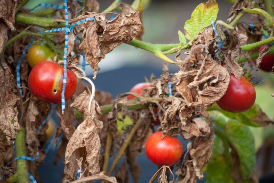 Why is My Tomato Plant Leaves Turning Brown