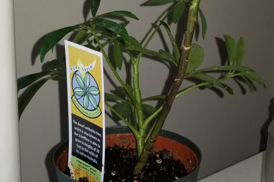 why is my umbrella plant dying