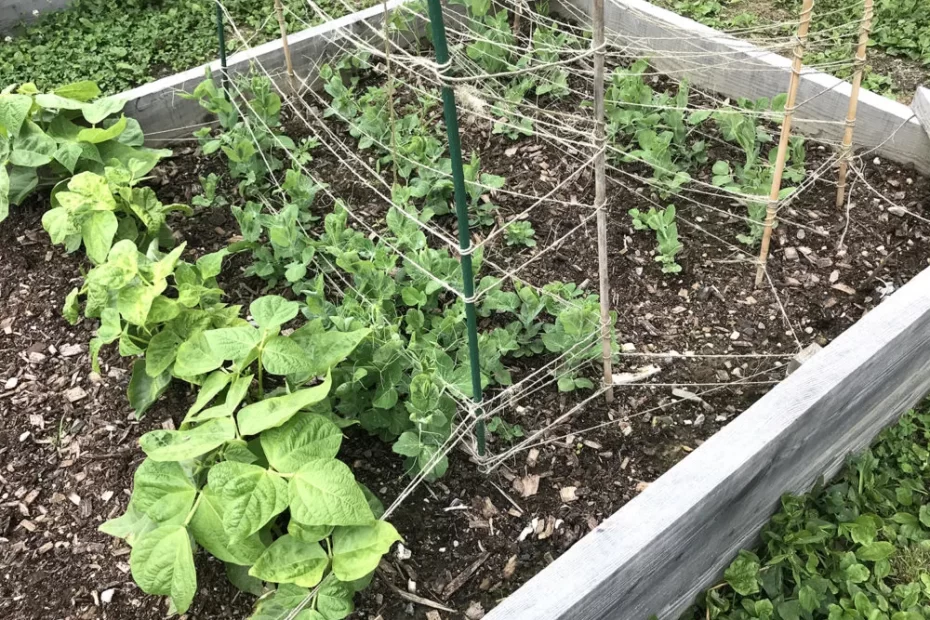 Why is My Vegetable Garden Growing so Slowly