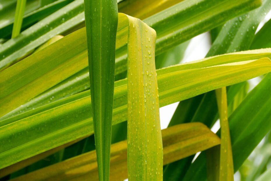 Why is My Yucca Plant Leaves Turning Yellow