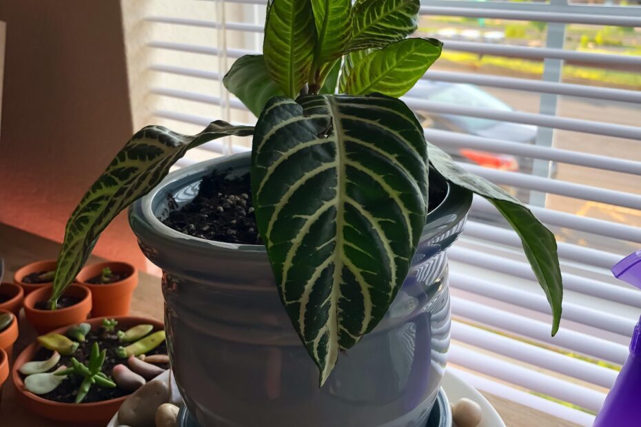 Why is My Zebra Plant Drooping