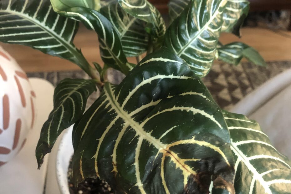 Why is My Zebra Plant Turning Brown