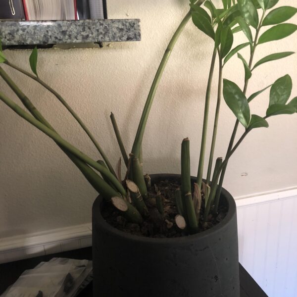 why isnt my zz plant growing scaled