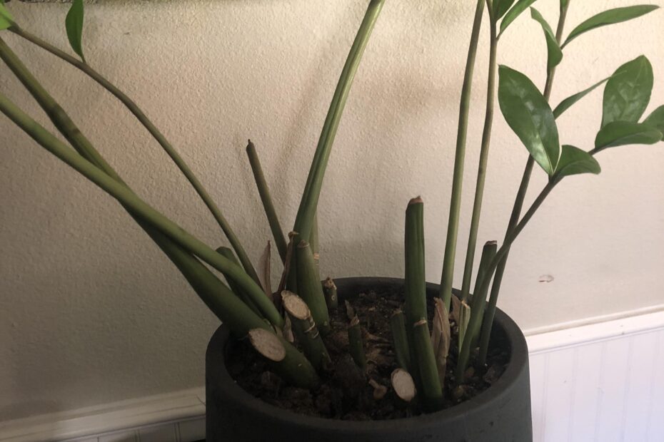 why isnt my zz plant growing scaled