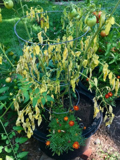 why my tomato plant is dying