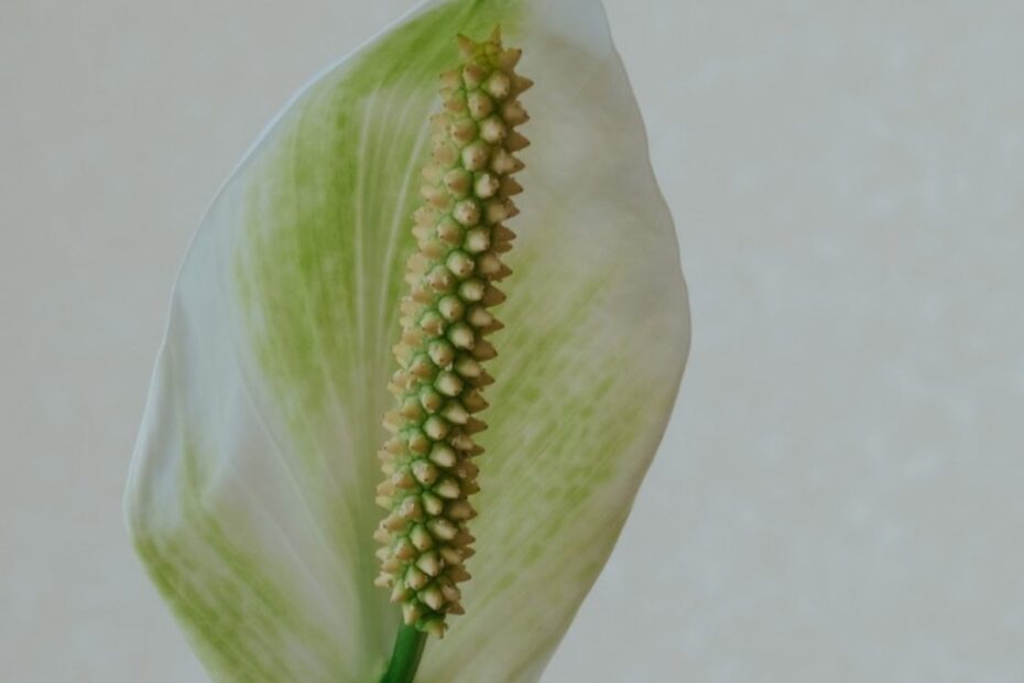 why peace lily flower turns green