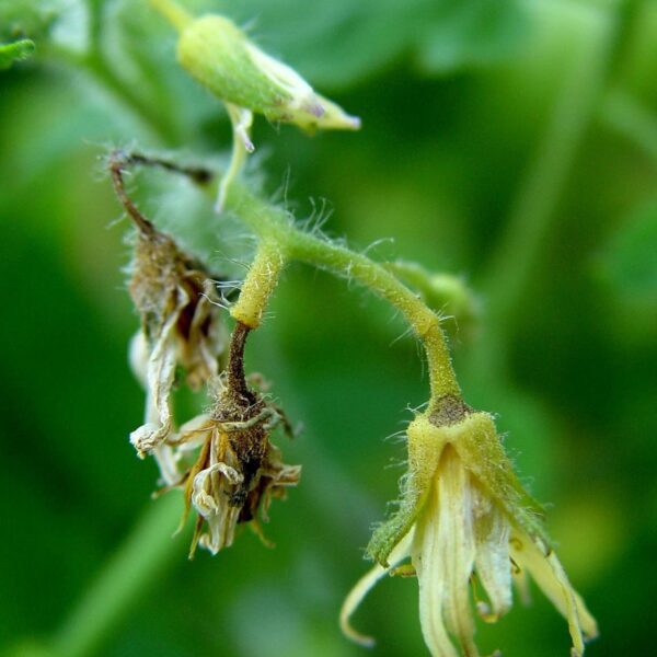 why tomato flowers falling off