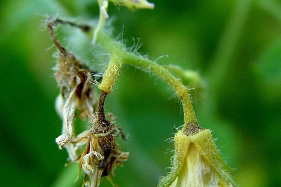 why tomato flowers falling off