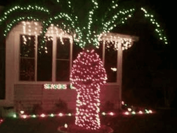 why we dont put christmas lights on palm trees