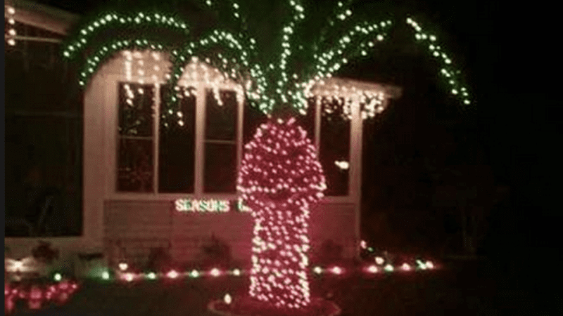 why we dont put christmas lights on palm trees