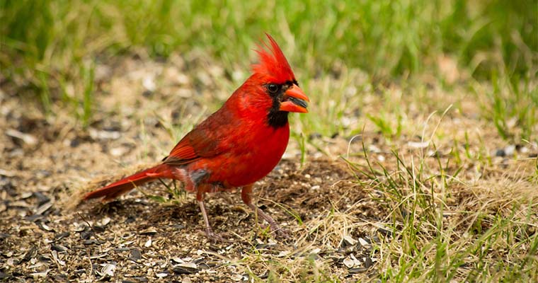 Will Birds Eat Grass Seed with Fertilizer