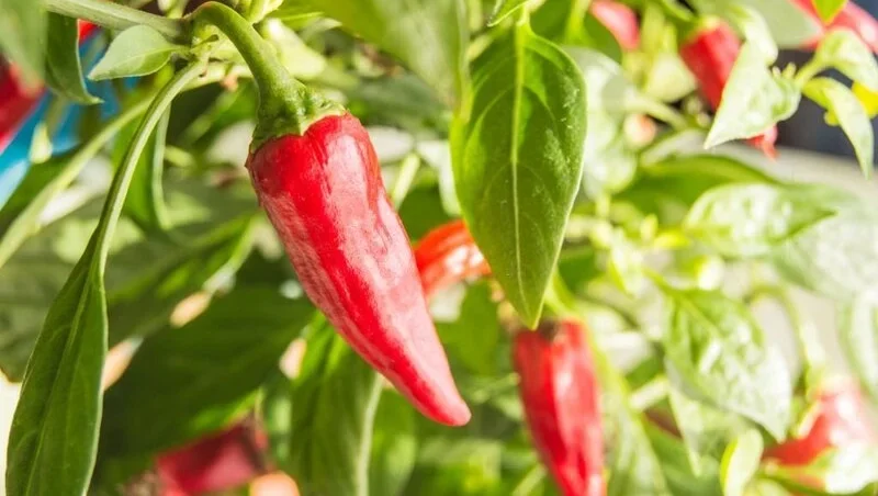 will cayenne pepper hurt flowers