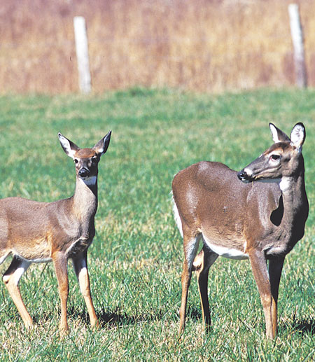 Will Deer Eat Christmas Trees