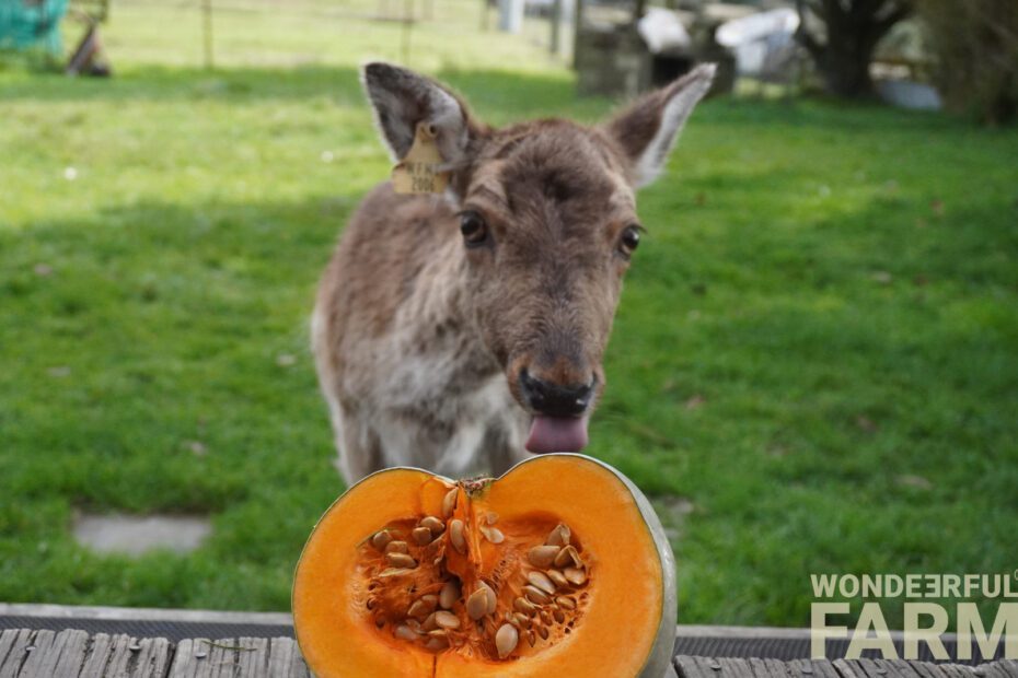 Will Deer Eat Pumpkin Plants