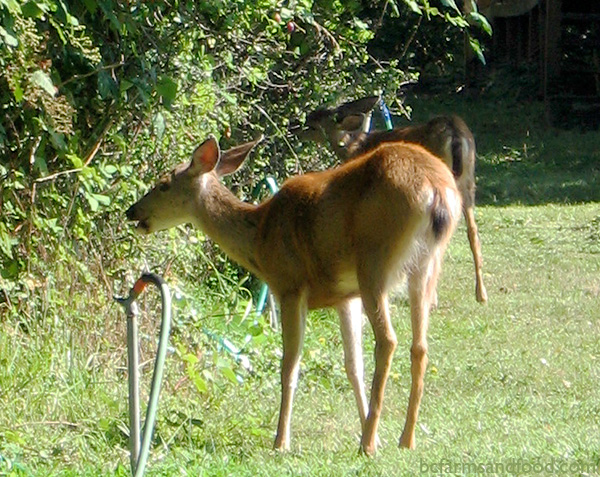 Will Deer Eat Rhubarb Plants