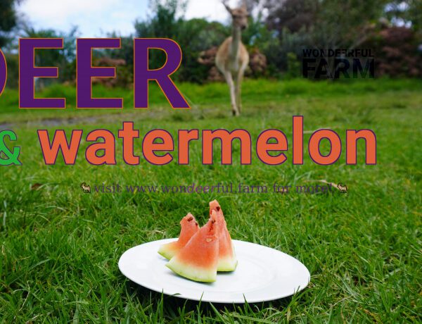 will deer eat watermelon plants