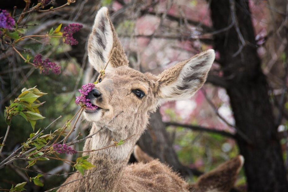 will deer eat wildflowers