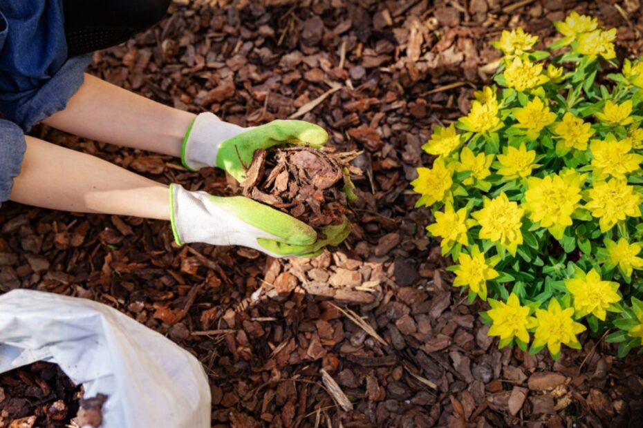 will flower seeds grow in mulch