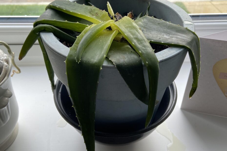 Will Frozen Aloe Vera Plant Be Saved