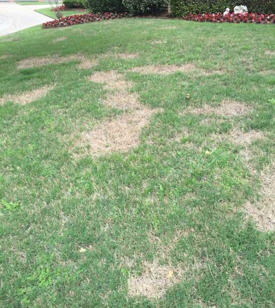 Will Grass Grow Back After Weed Killer