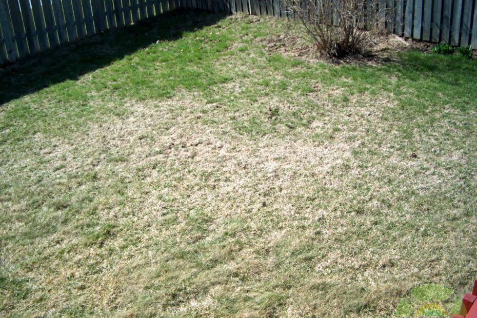 Will Grub Damaged Lawn Grow Back